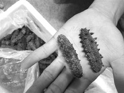 海參被曝摻糖增重，三招識別干參優(yōu)劣