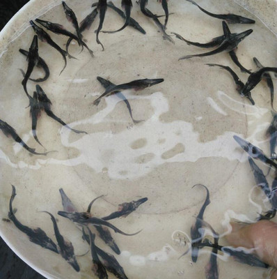 鴨嘴魚苗批發(fā)指南 鮮活水產(chǎn)種苗的優(yōu)質(zhì)選擇