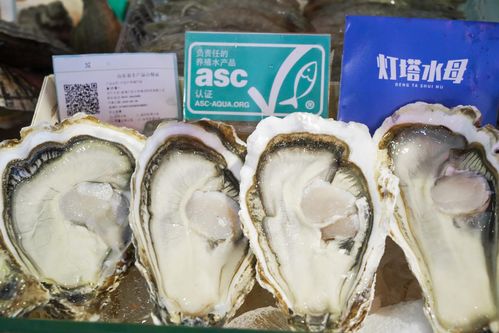 燈塔水母生蠔采購指南 品質、優勢與批發注意事項