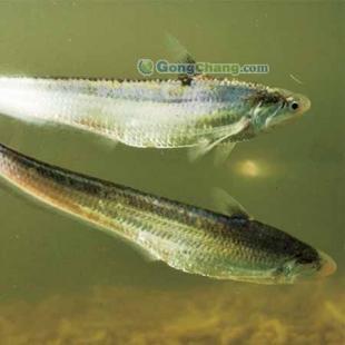 長江刀魚批發首選，劉興水產專注高品質農副產品供應